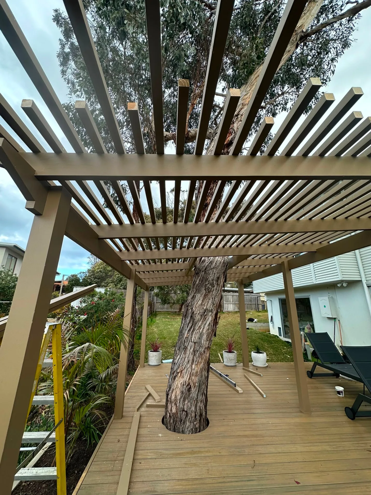 Looking up through the pergola's slatted roof, framed neatly around the trunk of a gum tree