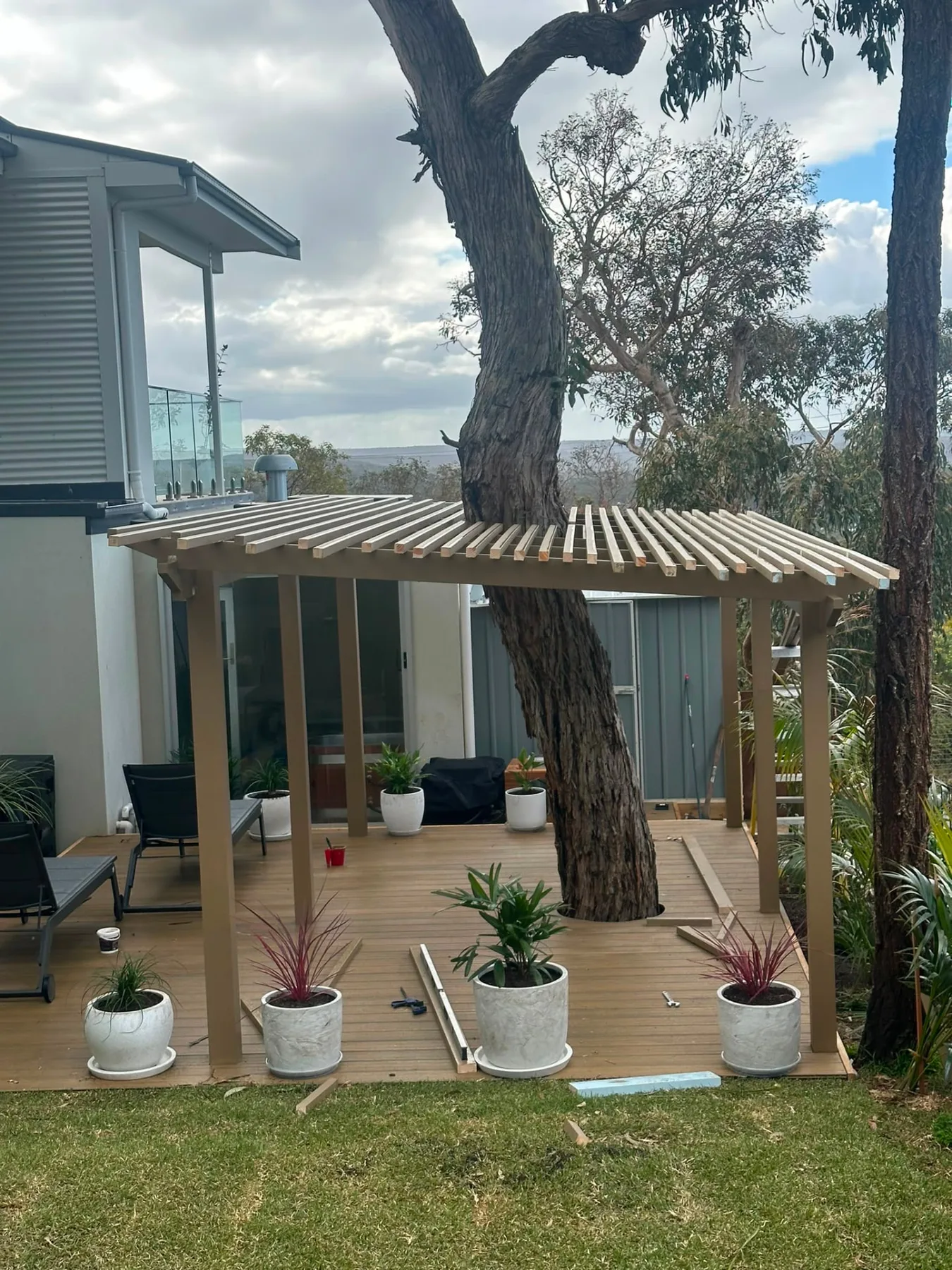 Slatted pergola frame under construction over a new deck, framed around a large gum tree